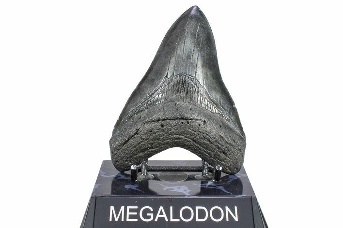 Serrated, Fossil Megalodon Tooth - South Carolina #362240